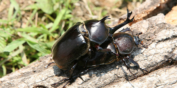 장수풍뎅이 사육 배우기