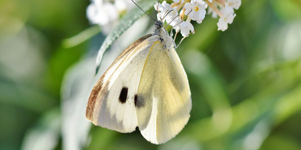 배추흰나비의 사육 배우기