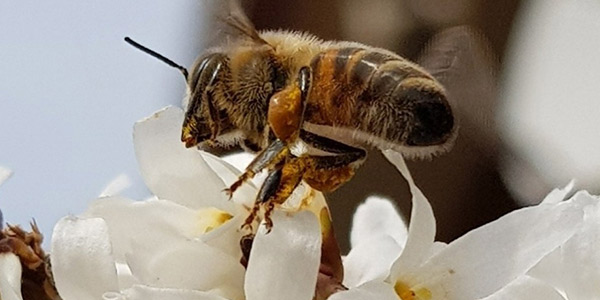 꿀 떨어지는 꿀벌이야기